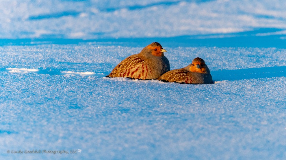 Snow Beds