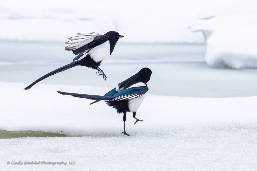 Dancing Magpies 2