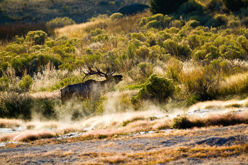 Bull Elk Bugling