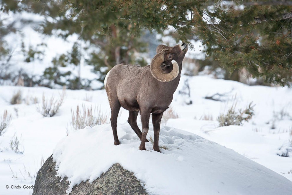 Forage Options