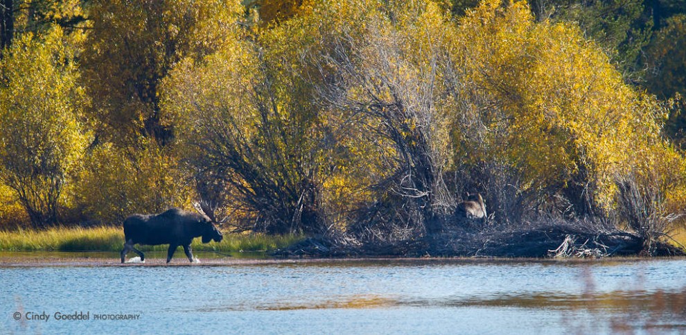 Bull Moose on the Snake River