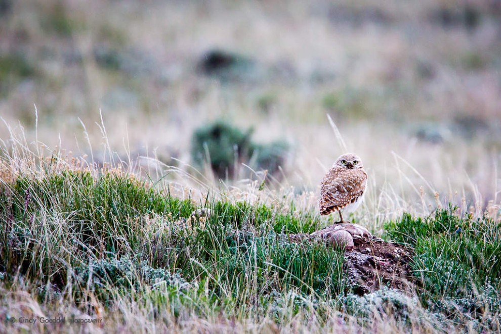 Burrowing Owl