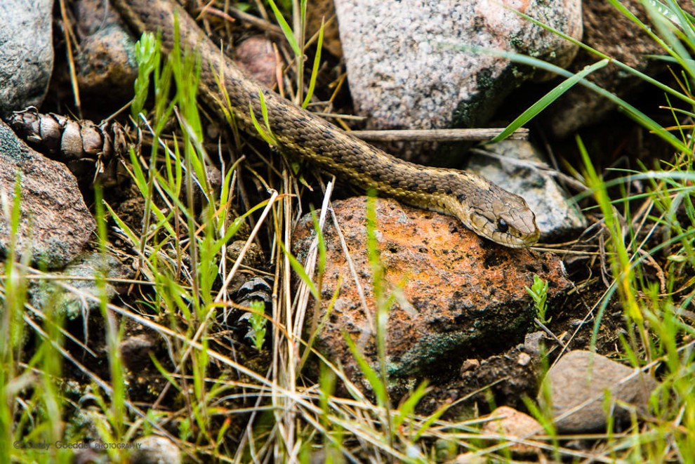 Garter Snake