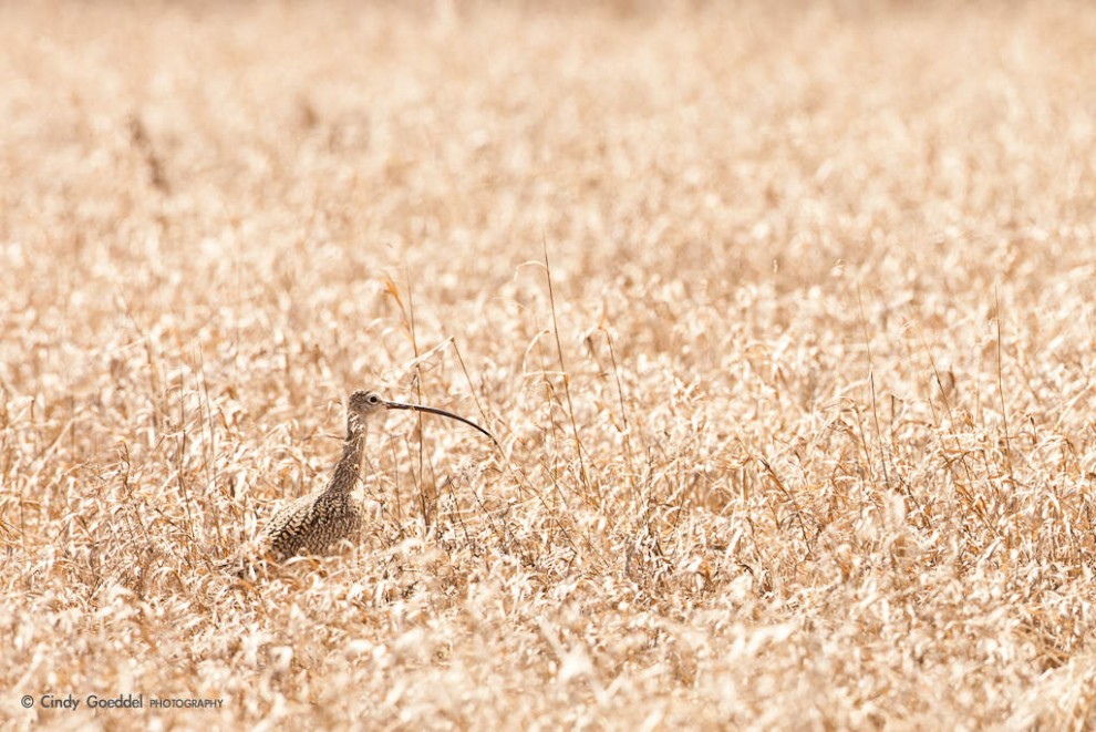 Golden Light, Grass and Curlew