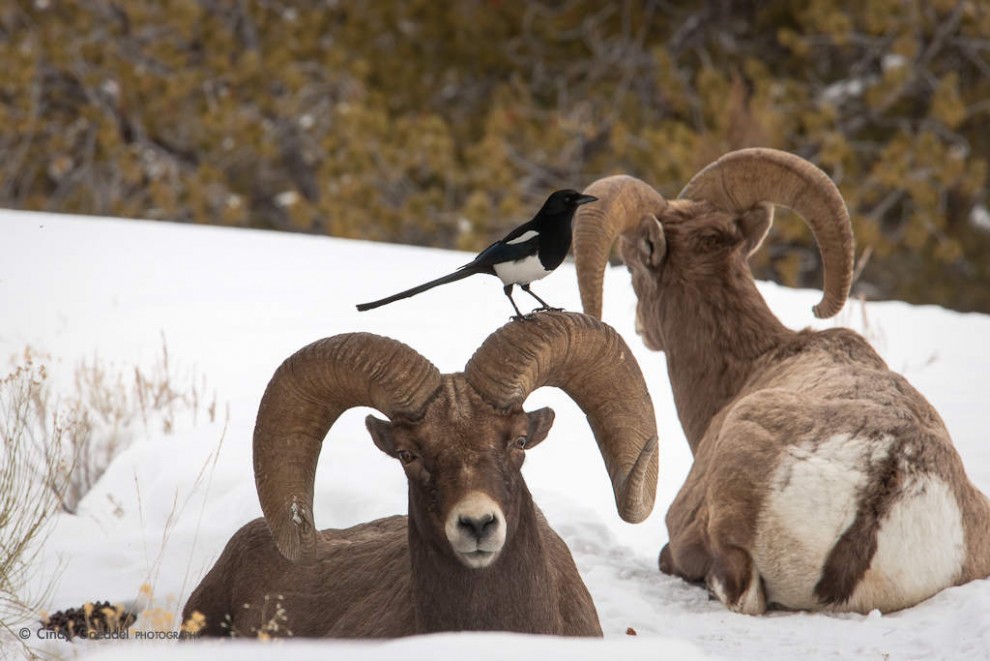 Magpie on Big Horn Sheep