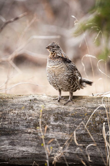 Male Ruffed Grouse