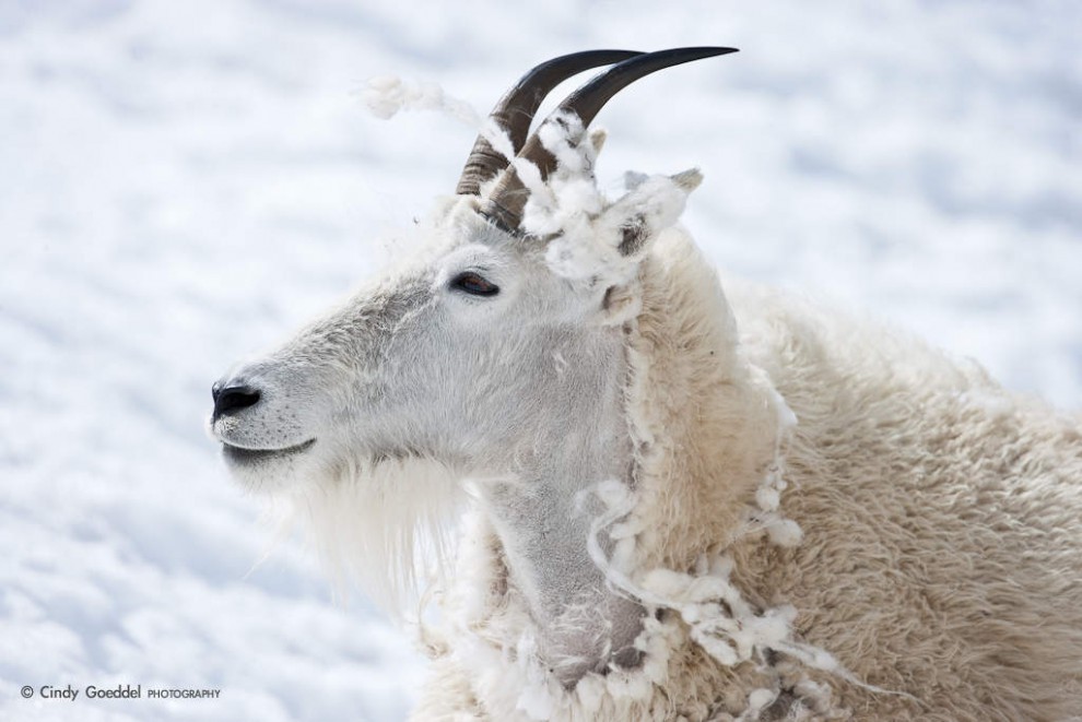 Mountain Goat Profile