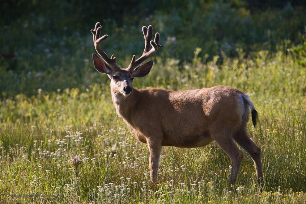 Velvet Muley