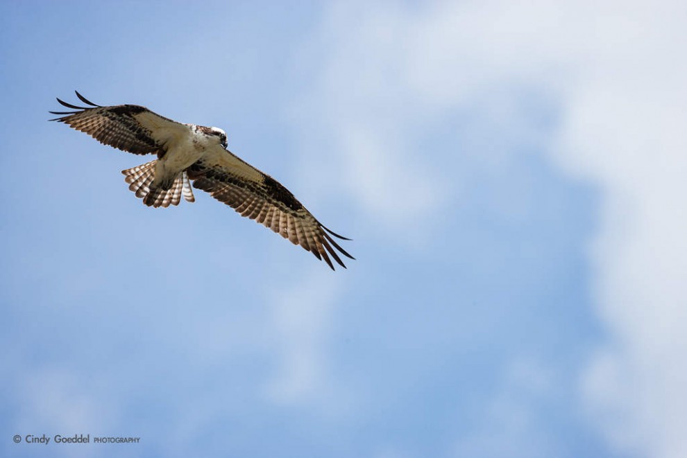 Circling the Sky