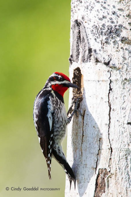 Sapsucker Checking on the Chicks