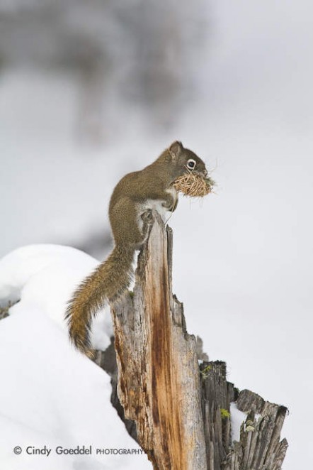 Red Squirrel with Cache