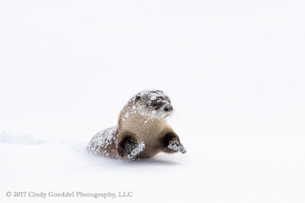 Romping River Otter