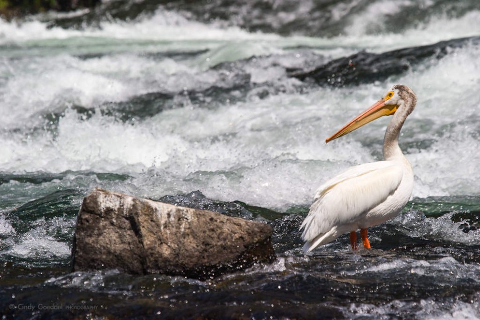 White Pelican Fishing Rapids