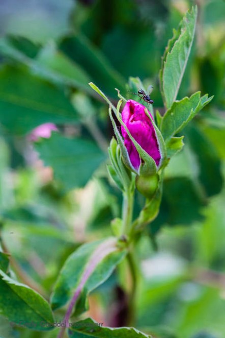 Wild Rose & Winged Ant