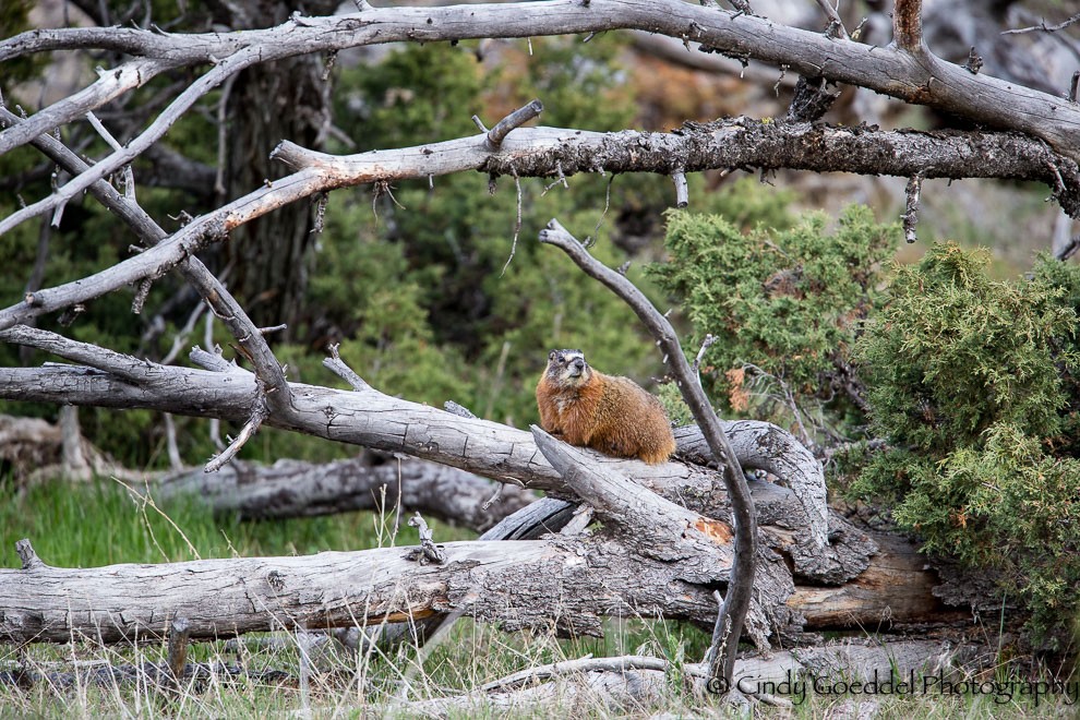 Marmot Habitat