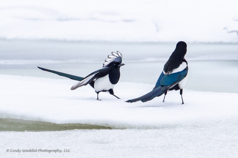 Dancing Magpies 1