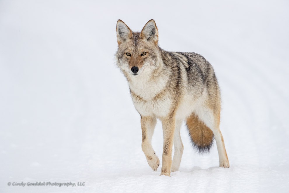 Coyote in Snow