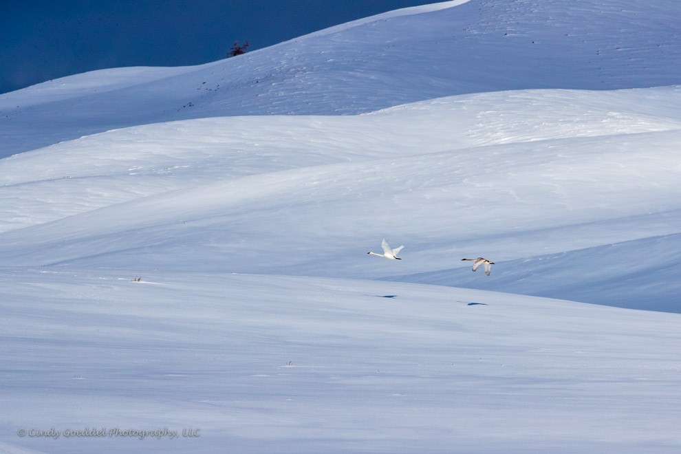 Aerial Snow Angels