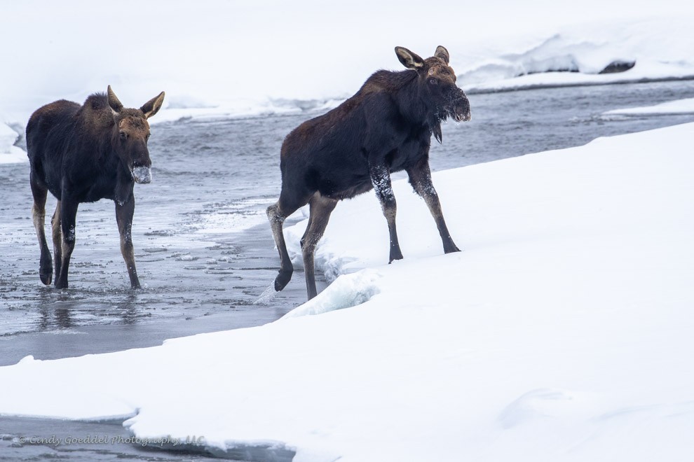 Unadorned Bull Moose