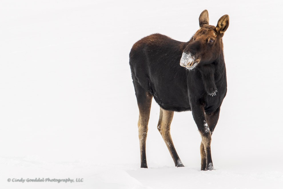 Pedestal Bull Moose