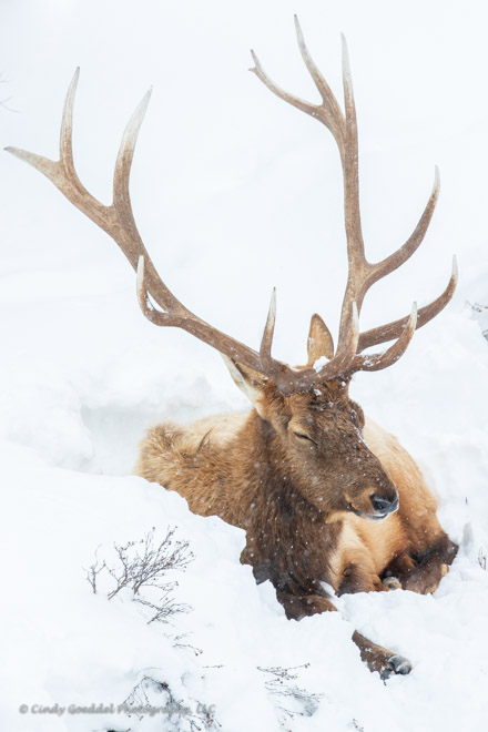 Sleepy Time Elk