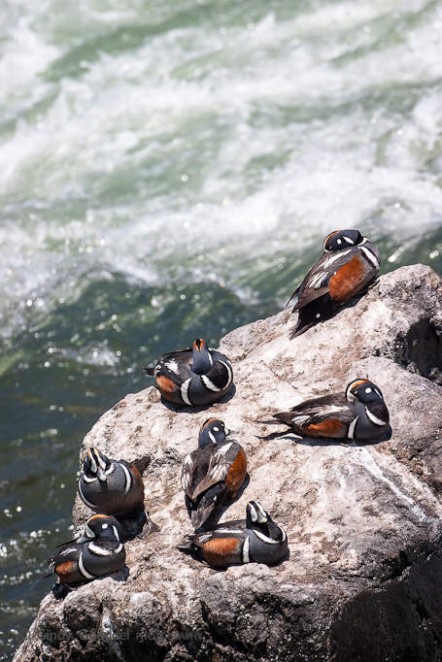 & Male Harlequin Ducks