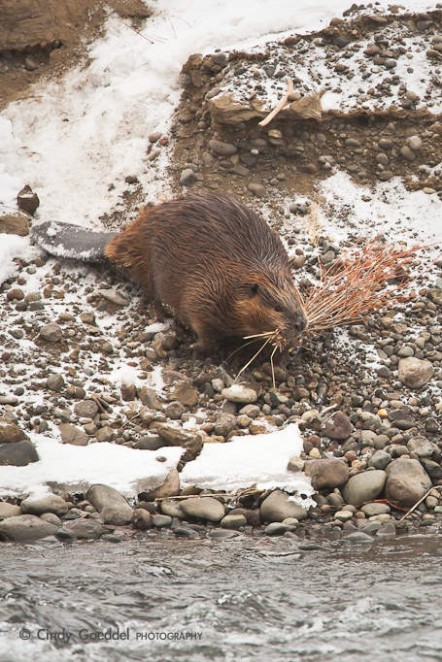 Industrious Beaver