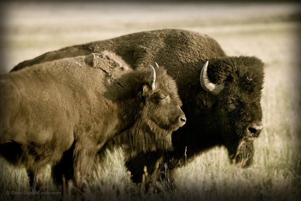 Bison Bull and Cow Sunset Sepia
