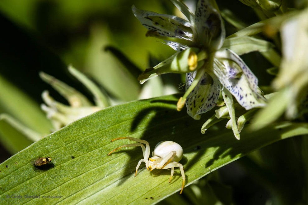 Crab Spider vs Hover Fly