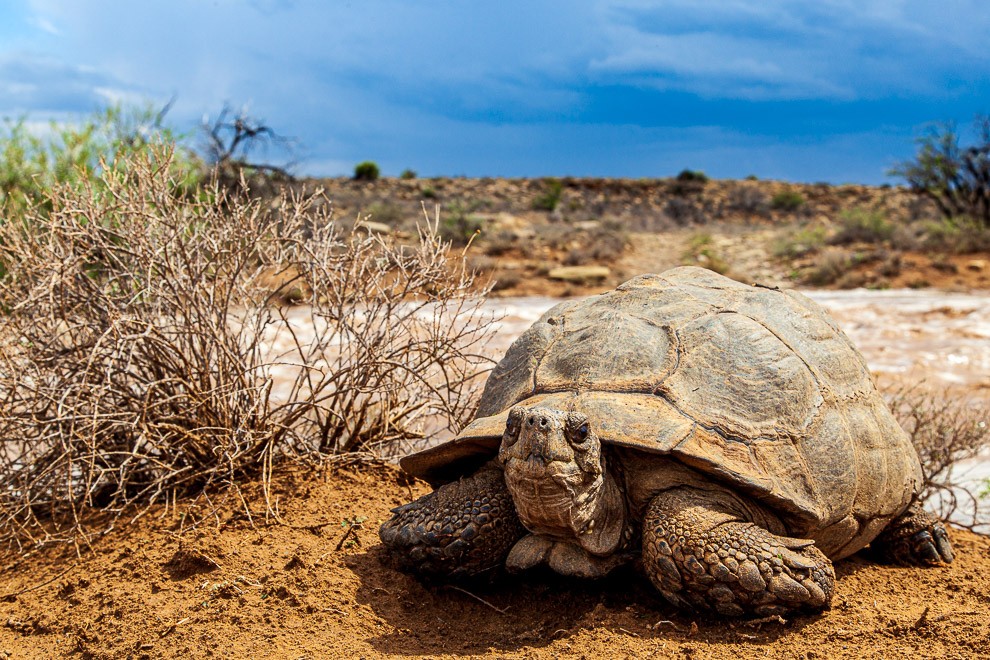 Leopard Tortoise