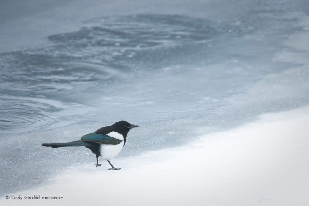 Magpie Along the Icy Banks of the Lamar River.