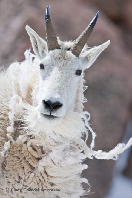 Mountain Goat Shed Cindy Goeddel Photography, LLC