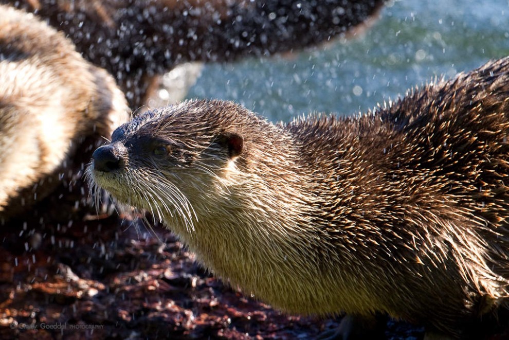 River Otter Shaking Dry