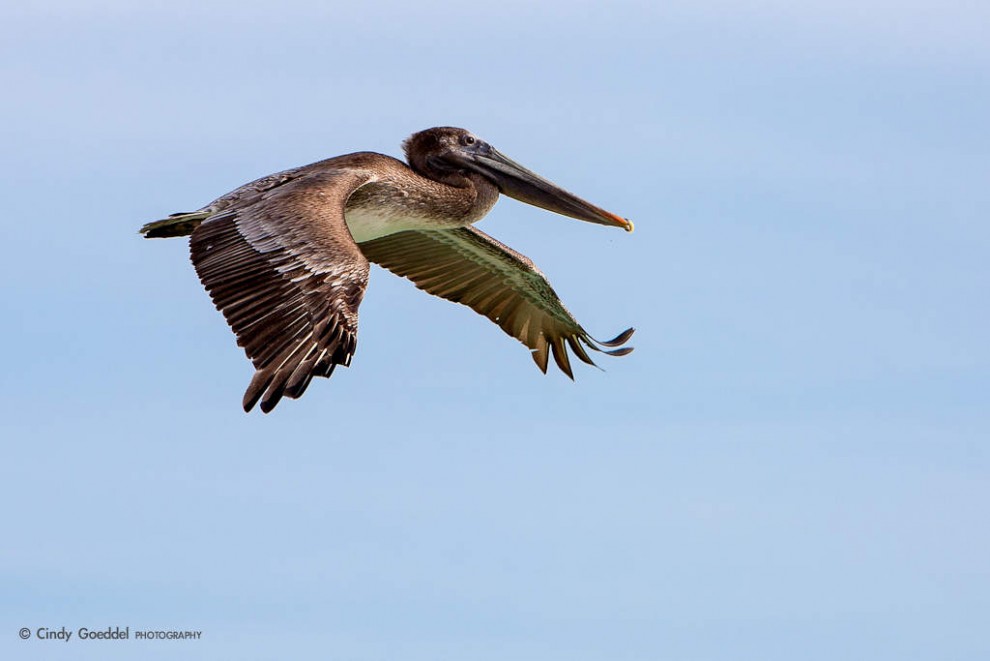 Brown Pelican Flying