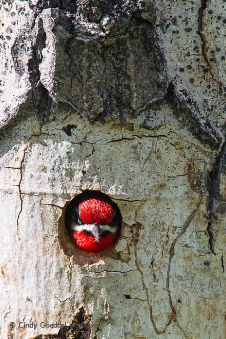 Red-Naped Sapsucker in Nest Cavity-2