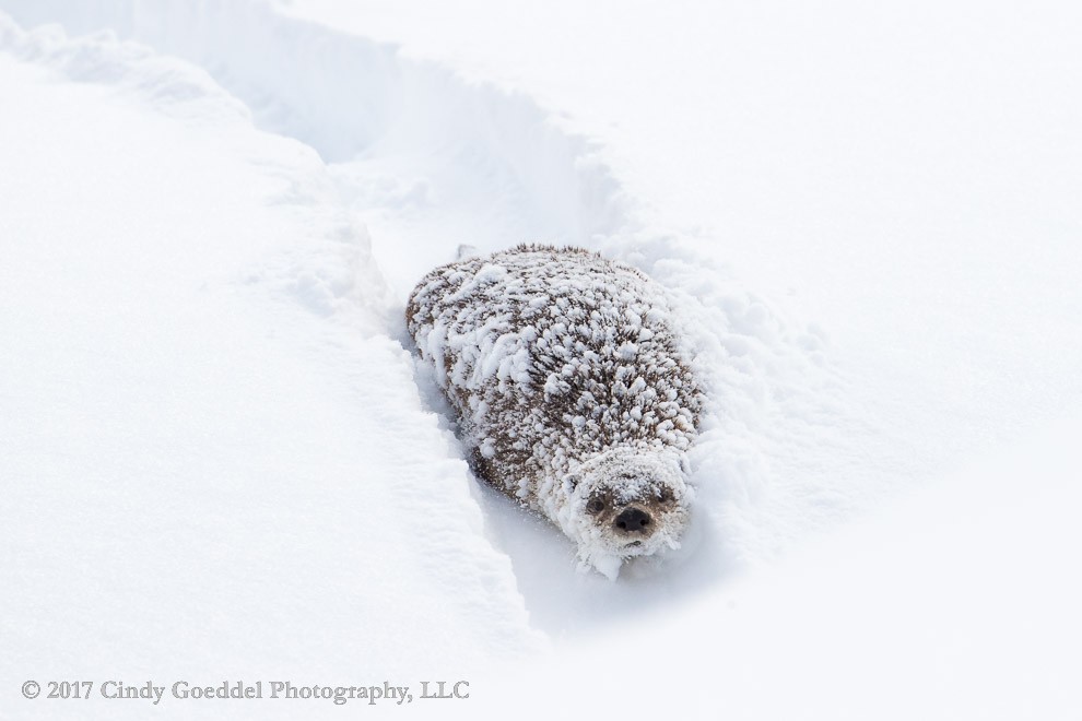 River Otter Carving Deep Tracks