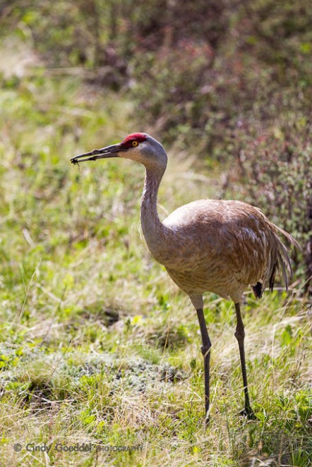 Long Beak and Long Legs