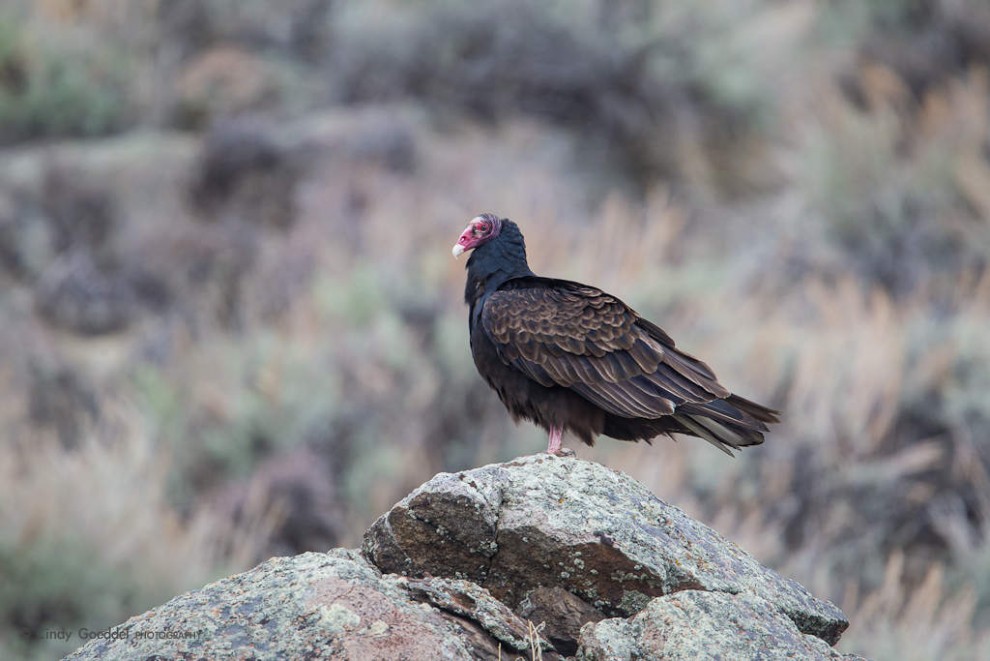 Turkey Vulture on Boulder
