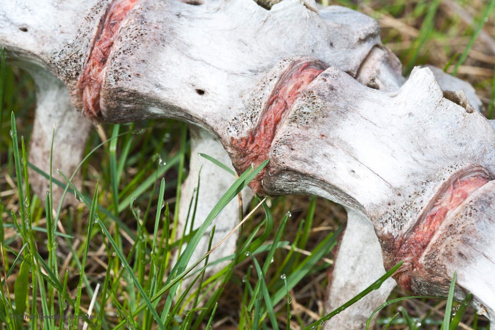 Vertebrae and Morning Dew