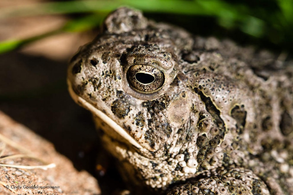 Western Toad