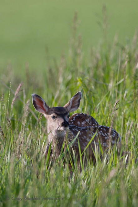 White-tail Twins