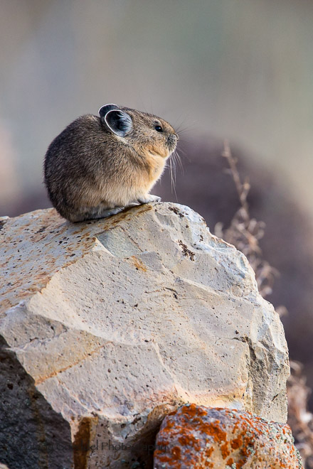 Stoic Pika