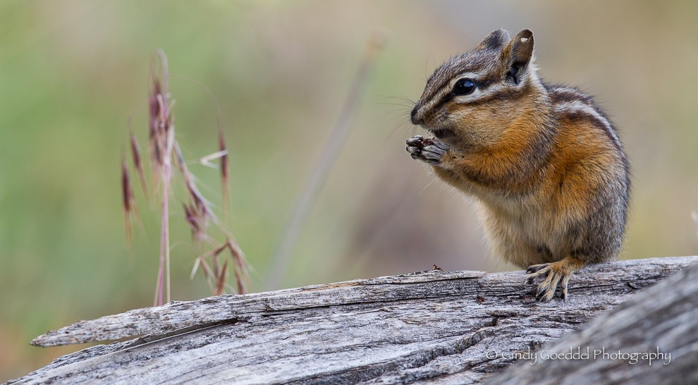 Nimble Feeder