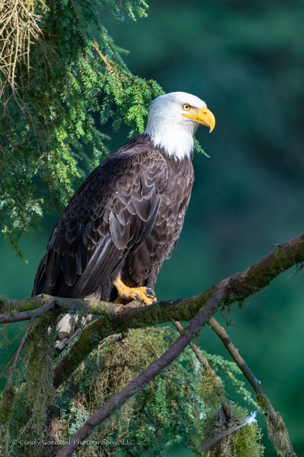 Rainforest Sentry