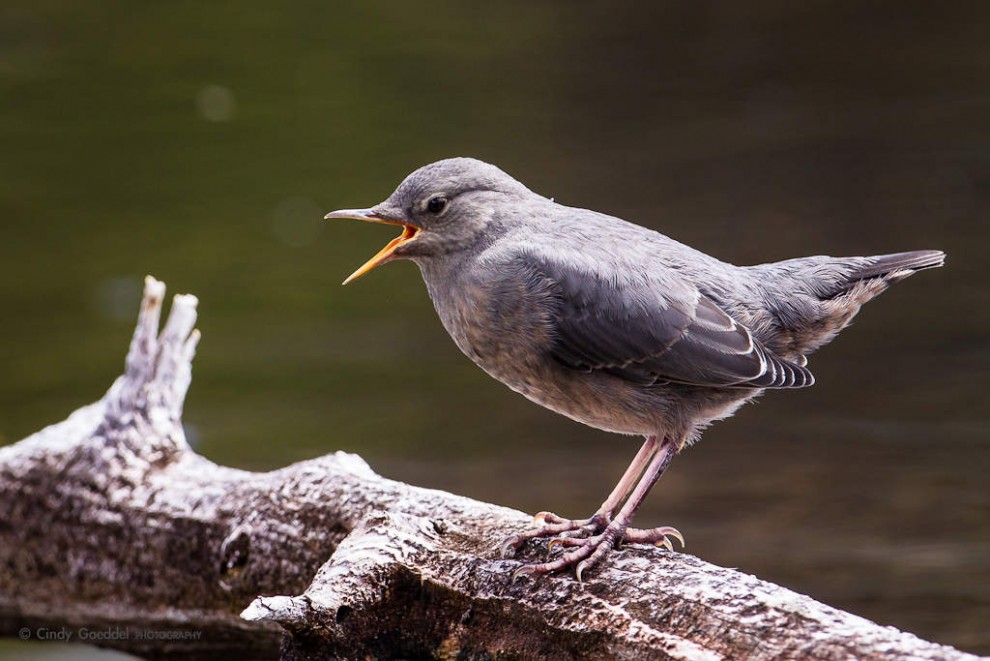 American Dipper Song