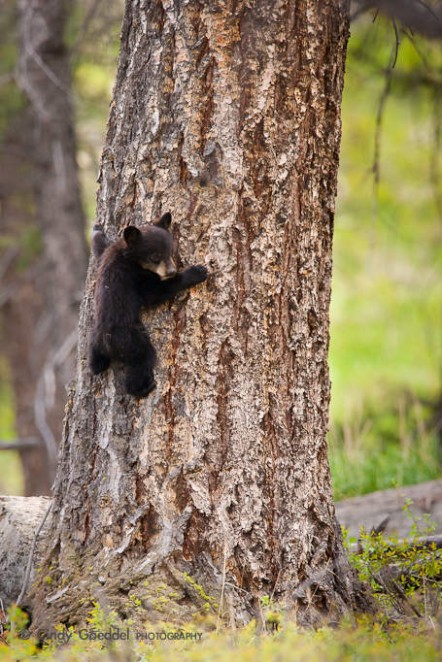 Tree Hug Bear Hug