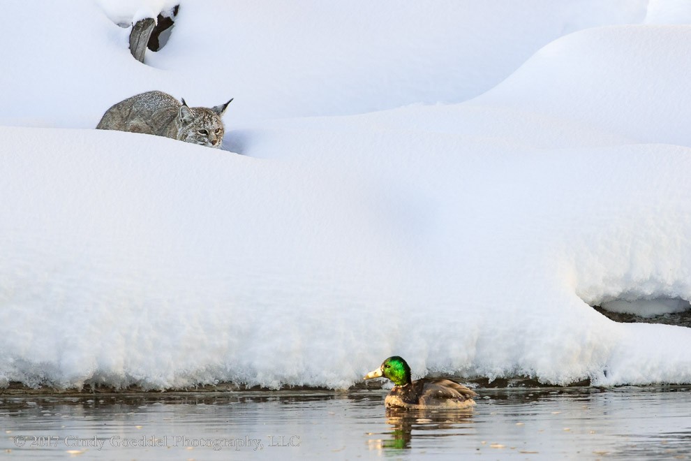 Bobcat Stalking Mallard on the Madison River