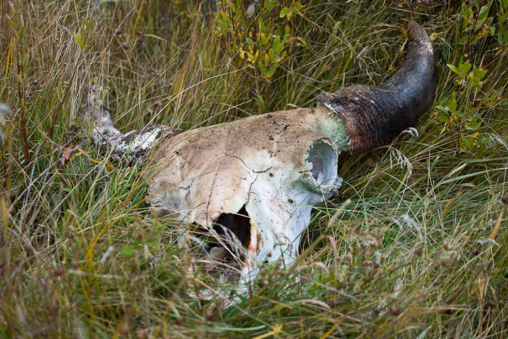 Bison Skull