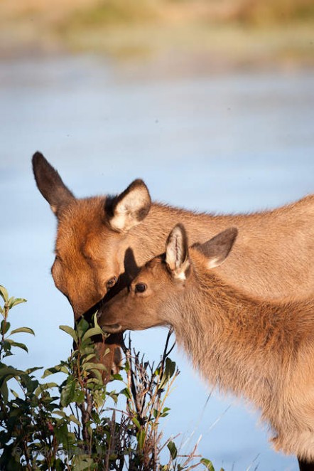 Elk Cow and Calf