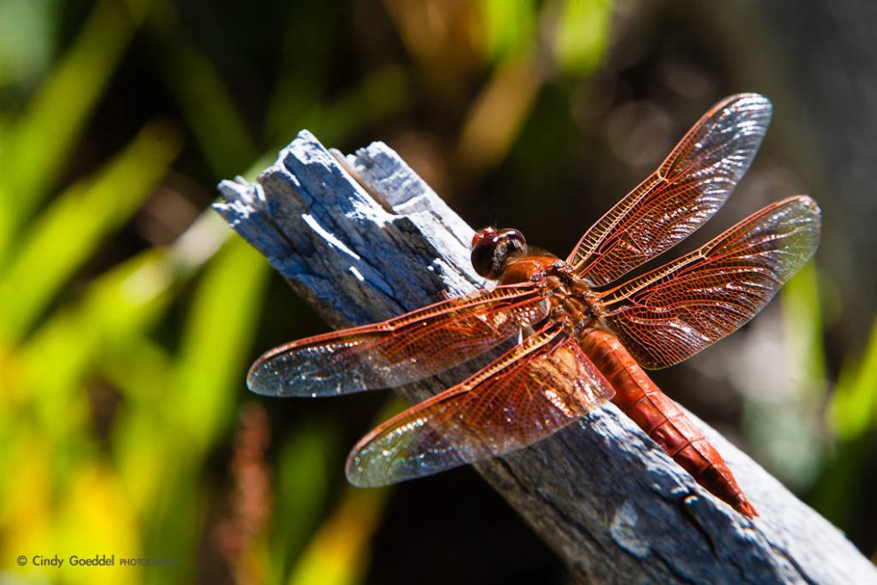 Flame Skimmer 1